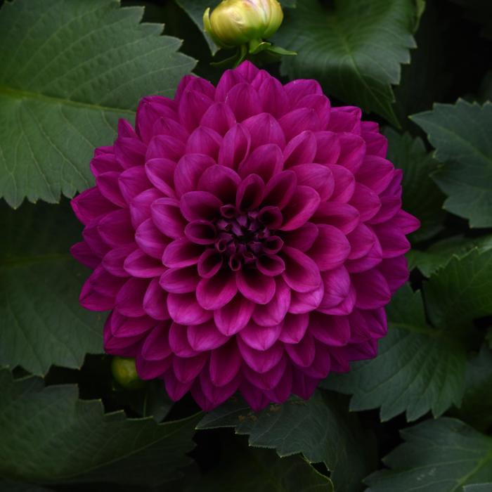 Venti&trade; Royal Purple - Dahlia from Milmont Greenhouses