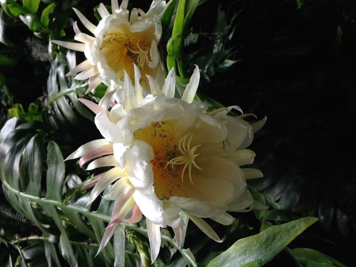 Shark Tooth Cactus - Epiphyllum chrysocardium from Milmont Greenhouses Shark Tooth Cactus - Epiphyllum chrysocardium from Milmont Greenhouses