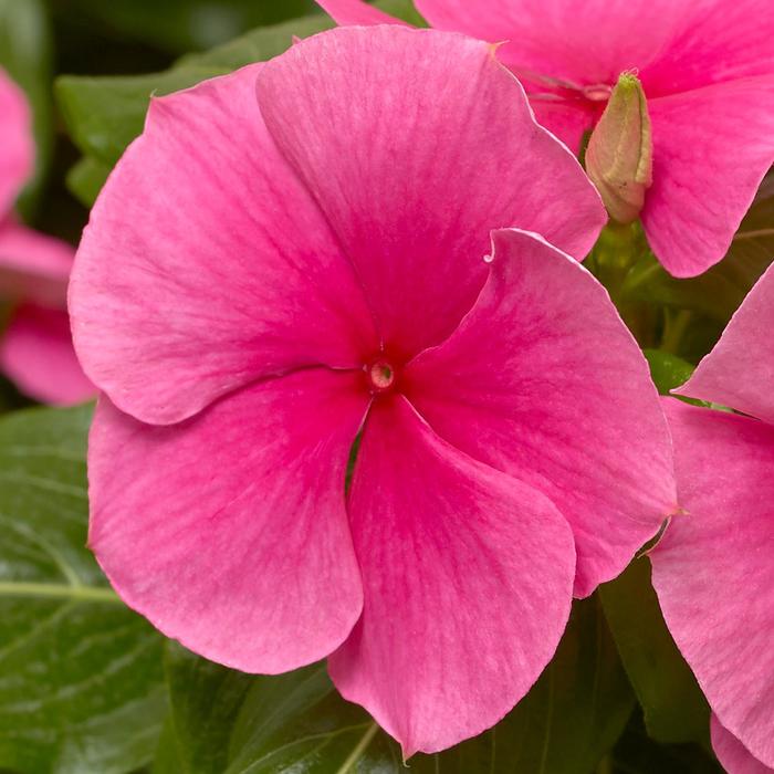 Cora&reg; XDR Deep Strawberry - Catharanthus roseus (Annual Vinca; Periwinkle) from Milmont Greenhouses