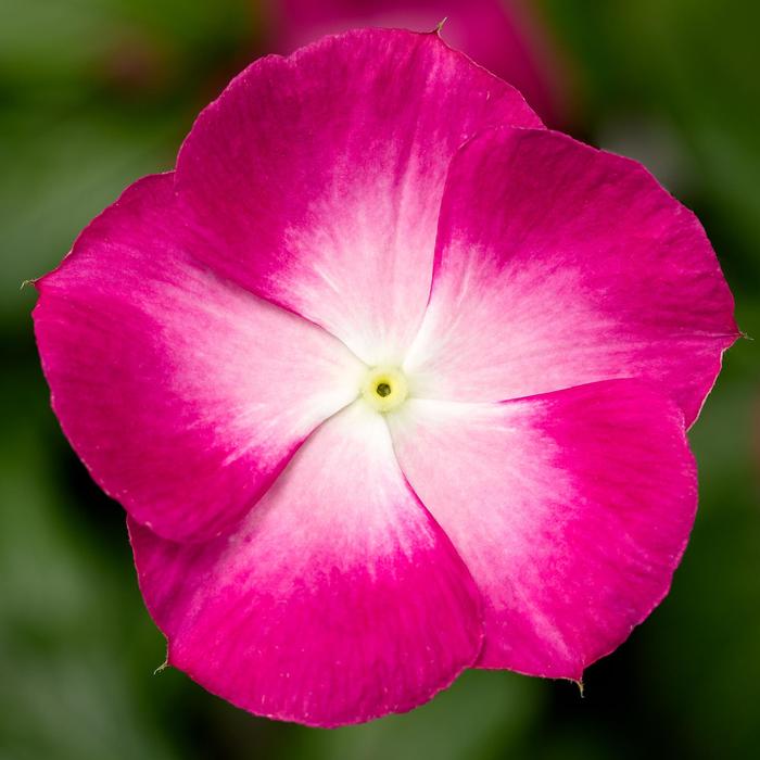 Cora&reg; XDR Magenta Halo - Catharanthus roseus (Annual Vinca; Periwinkle) from Milmont Greenhouses
