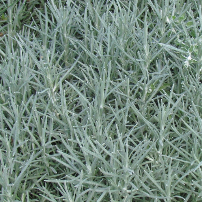 Proven Accents® 'Icicles' - Helichrysum thianschanicum (Licorice Plant) from Milmont Greenhouses