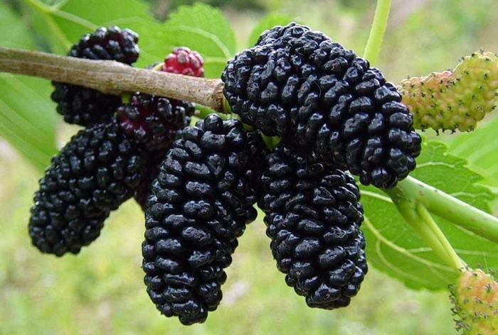 Red Mulberry - Morus rubra from Milmont Greenhouses