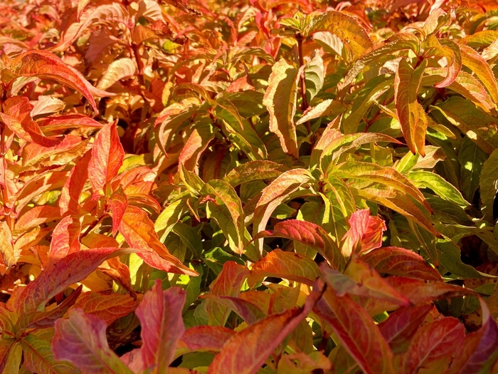 Kodiak® 'Orange' - Diervilla (Bush Honeysuckle) from Milmont Greenhouses