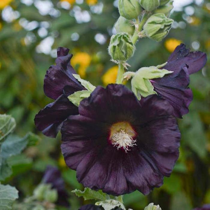 Spotlight™ 'Blacknight' Hollyhock - Alcea rosea from Milmont Greenhouses Spotlight™ 'Blacknight' Hollyhock - Alcea rosea from Milmont Greenhouses