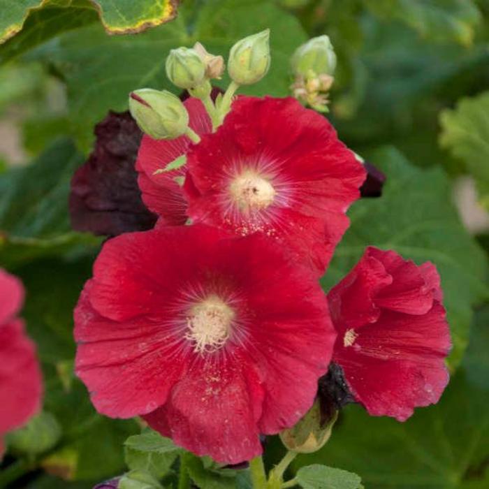Spotlight™ 'Mars Magic' Hollyhock - Alcea rosea from Milmont Greenhouses Spotlight™ 'Mars Magic' Hollyhock - Alcea rosea from Milmont Greenhouses