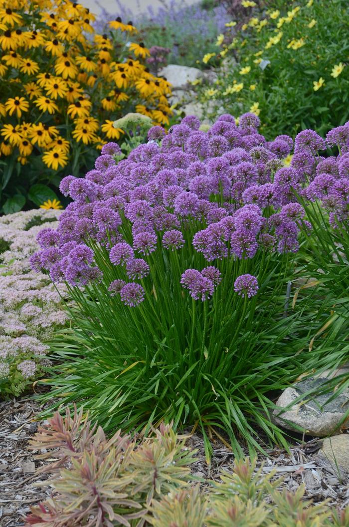 Millenium Ornamental Onion - Allium 'Millenium' (Ornamental Onion) from Milmont Greenhouses Millenium Ornamental Onion - Allium 'Millenium' (Ornamental Onion) from Milmont Greenhouses