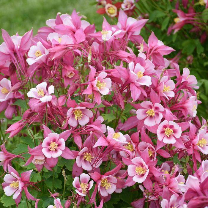 Kirigami&trade; 'Rose & Pink' - Aquilegia caerulea (Columbine) from Milmont Greenhouses