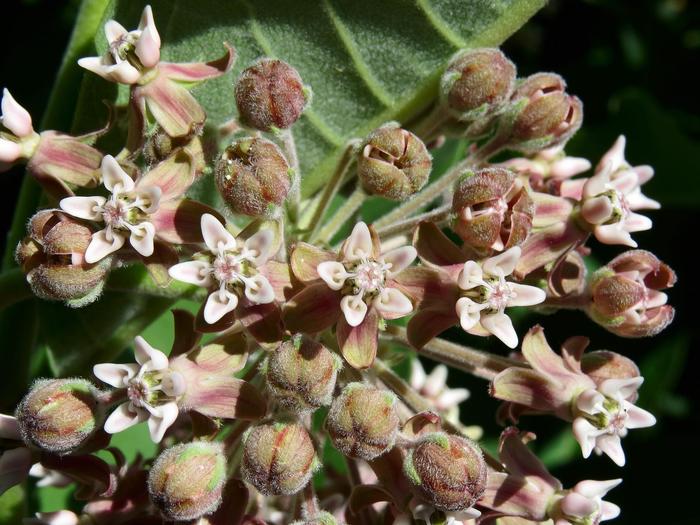 Common Milkweed - Asclepias syriaca from Milmont Greenhouses