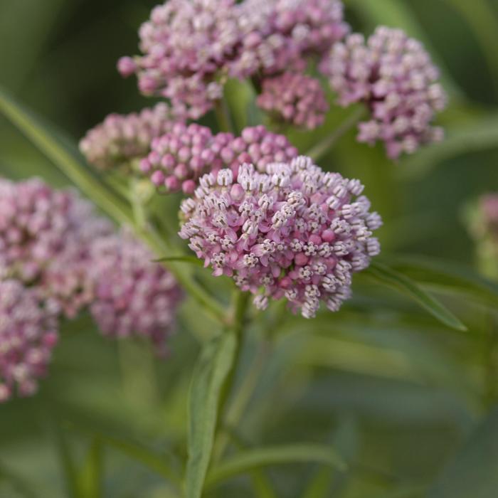 Swamp Milkweed - Asclepias incarnata from Milmont Greenhouses
