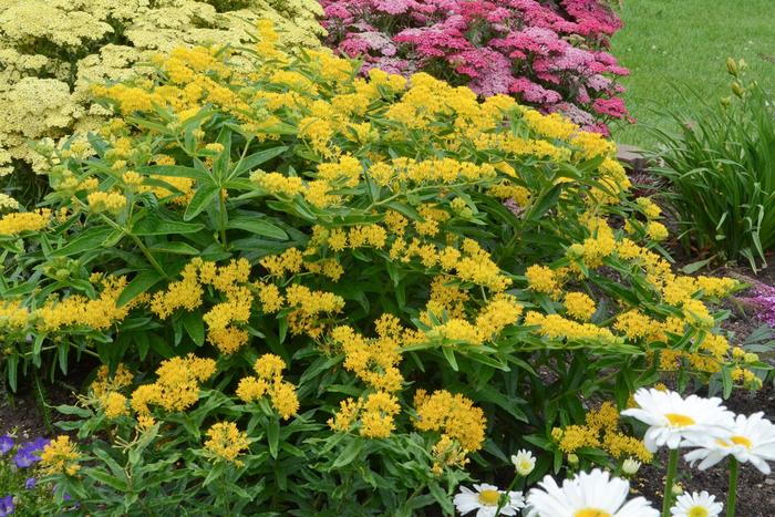 Hello Yellow Butterfly Milkweed - Asclepias tuberosa 'Hello Yellow' (Butterfly Milkweed) from Milmont Greenhouses