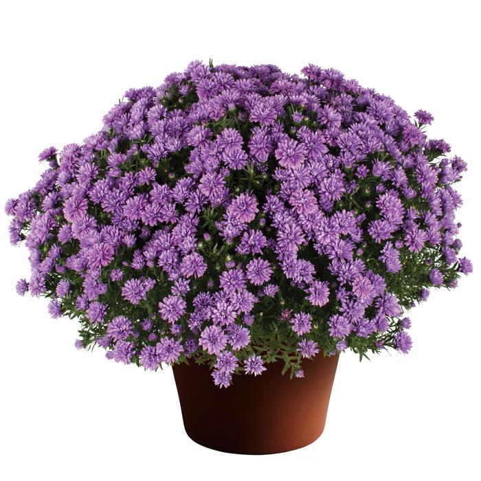 ''Henry™ I Blue'' - Aster novi-belgii from Milmont Greenhouses