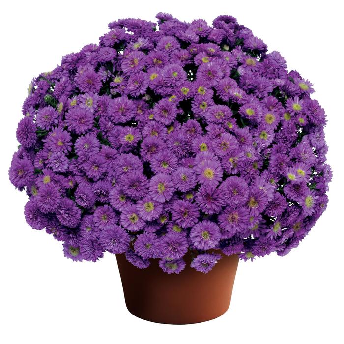 'Henry™ I Purple' - Aster novi-belgii from Milmont Greenhouses
