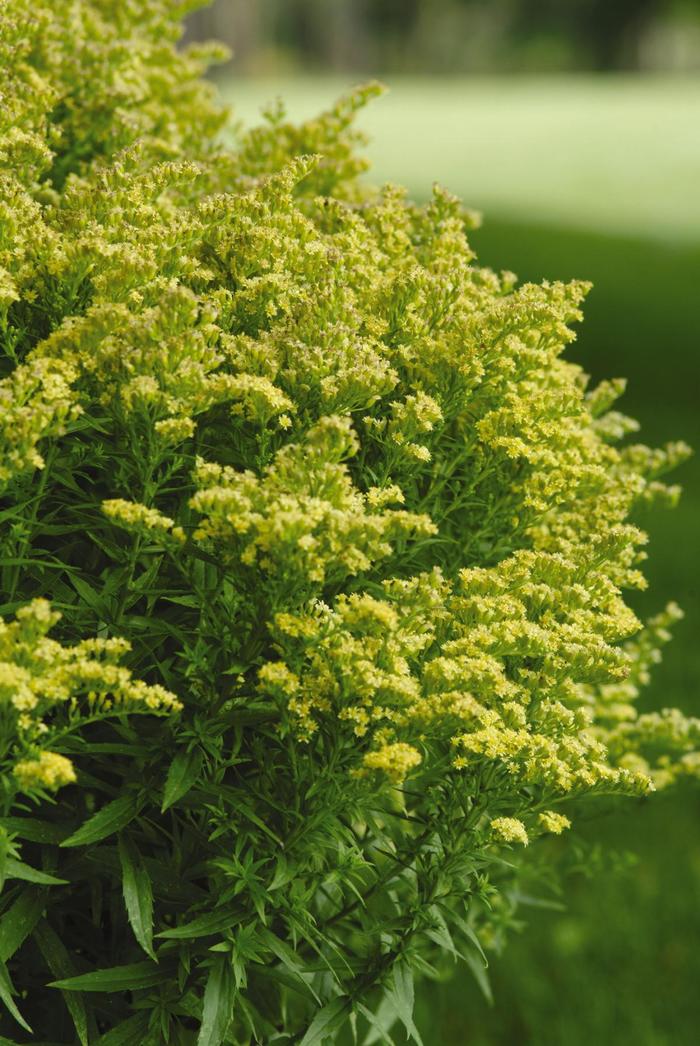 Little Lemon Goldenrod - Solidago 'Dansolitlem' PP17297 (Goldenrod) from Milmont Greenhouses