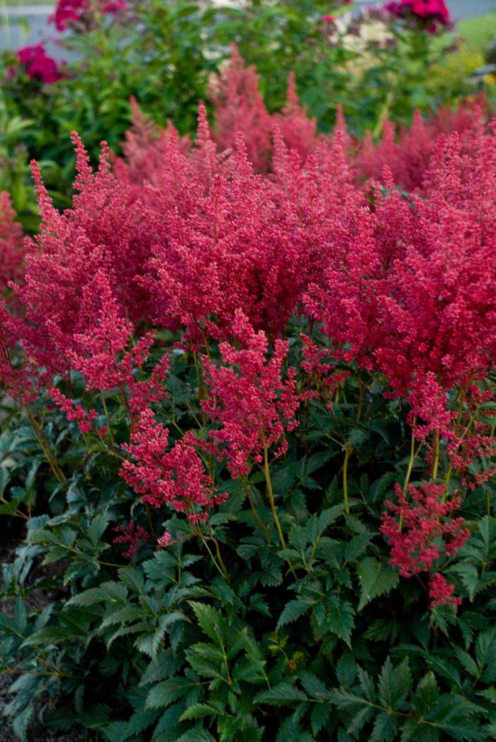 Montgomery False Spirea - Astilbe japonica 'Montgomery' (False Spirea) from Milmont Greenhouses Montgomery False Spirea - Astilbe japonica 'Montgomery' (False Spirea) from Milmont Greenhouses
