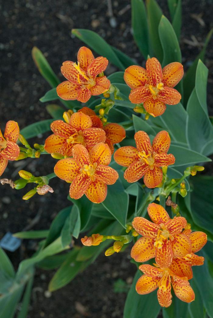 'Freckle Face' Blackberry Lily - Belamcanda chinensis from Milmont Greenhouses
