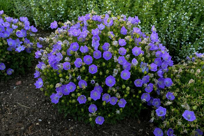 Rapido Blue Bellflower - Campanula carpatica 'Rapido Blue' (Bellflower) from Milmont Greenhouses