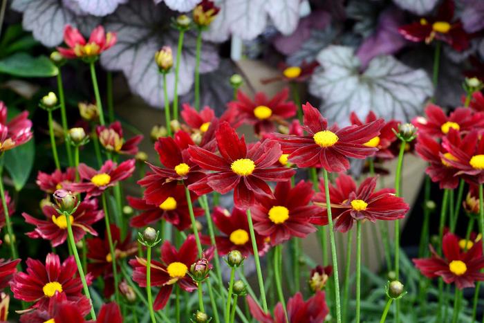 L'il Bang™ Red Elf - Coreopsis 'Red Elf' PP27918 (Tickseed) from Milmont Greenhouses L'il Bang™ Red Elf - Coreopsis 'Red Elf' PP27918 (Tickseed) from Milmont Greenhouses