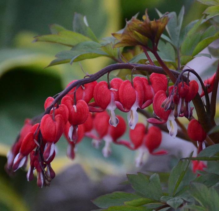 'Valentine&reg;' Bleeding Heart - Dicentra spectabilis from Milmont Greenhouses