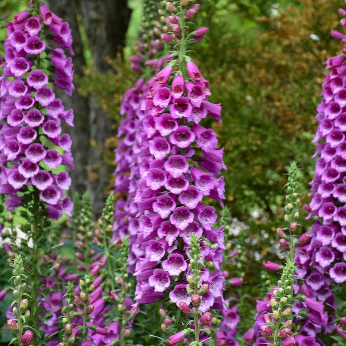 'Dalmatian Purple' Foxglove - Digitalis purpurea from Milmont Greenhouses