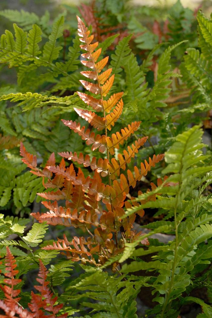 Brilliance Autumn Fern - Dryopteris erythrosora 'Brilliance' (Autumn Fern) from Milmont Greenhouses