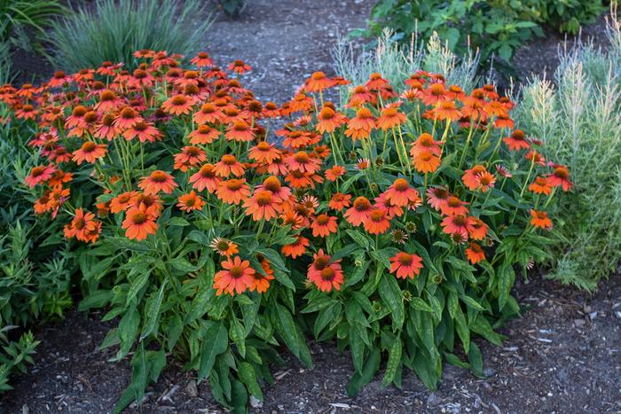 Sombrero&reg; 'Adobe Orange' - Echinacea (Coneflower) from Milmont Greenhouses