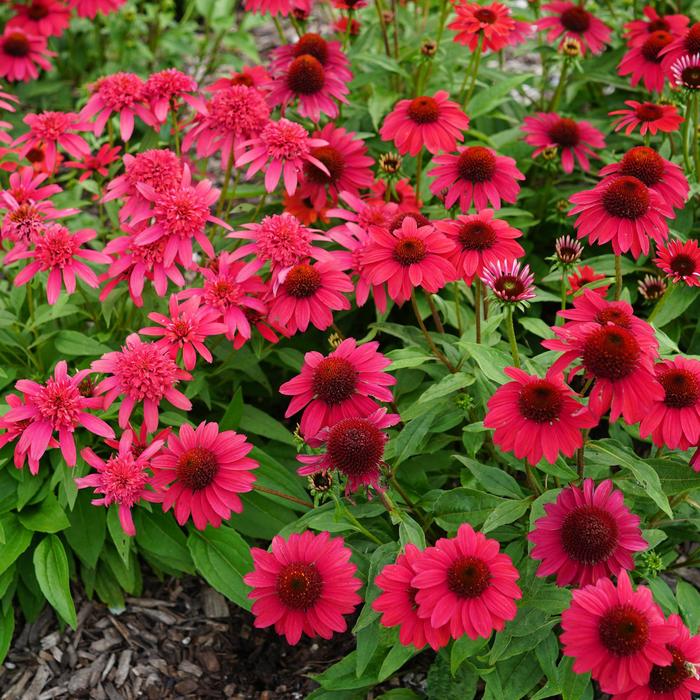 Sombrero&reg; 'Baja Burgundy' - Echinacea (Coneflower) from Milmont Greenhouses