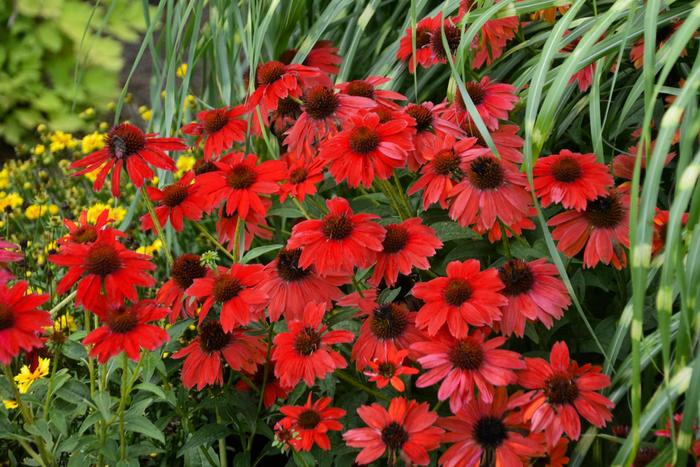 Sombrero&reg; 'Salsa Red' - Echinacea (Coneflower) from Milmont Greenhouses