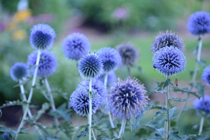 ''Blue Glow'' Globe Thistle - Echinops bannaticus from Milmont Greenhouses