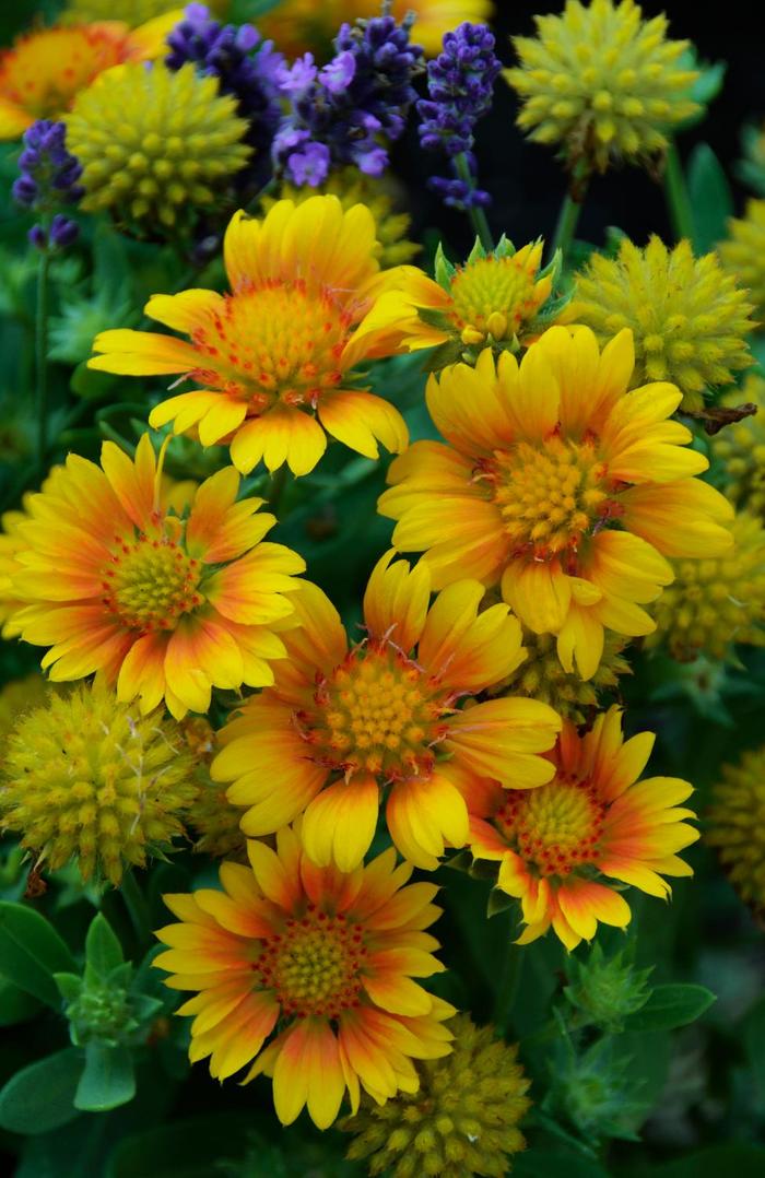 Arizona Apricot Blanket Flower - Gaillardia aristata 'Arizona Apricot' (Blanket Flower) from Milmont Greenhouses