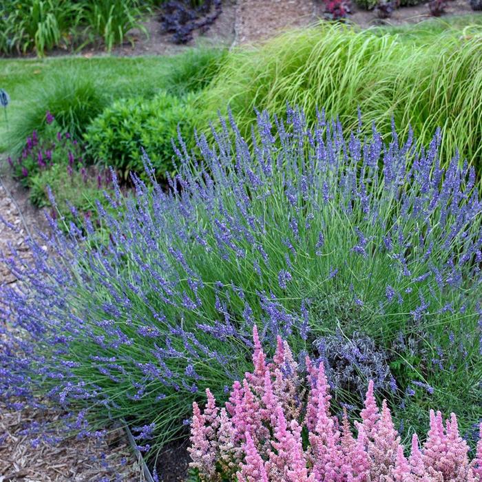 Phenomenal Lavender - Lavandula x intermedia 'Niko' PP24193 (Lavender) from Milmont Greenhouses