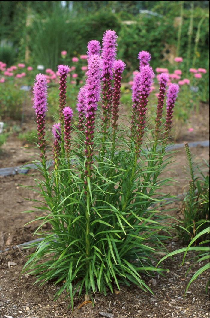 Kobold Blazing Star - Liatris spicata 'Kobold' (Blazing Star) from Milmont Greenhouses