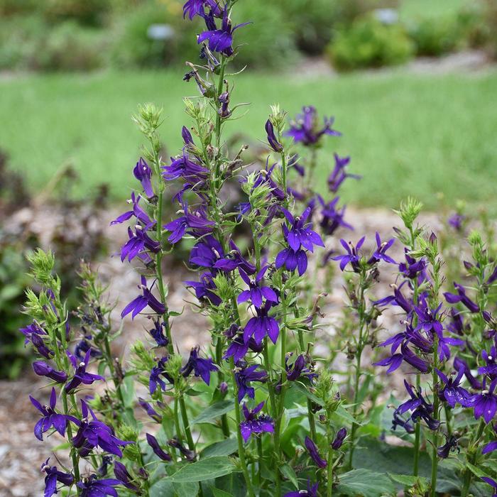 Lobelia - Lobelia x speciosa from Milmont Greenhouses