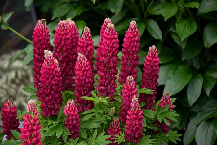 Mini Gallery&trade; 'Red' - Lupinus polyphyllus () from Milmont Greenhouses