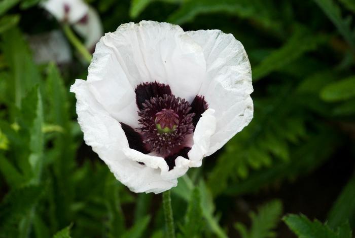 'Royal Wedding' Oriental Poppy - Papaver orientale from Milmont Greenhouses