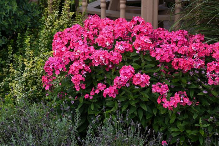 Garden Girls™ Glamour Girl - Phlox paniculata 'Glamour Girl' PP25778 (Garden Phlox) from Milmont Greenhouses