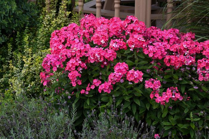 Garden Girls™ Glamour Girl - Phlox paniculata 'Glamour Girl' PP25778 (Garden Phlox) from Milmont Greenhouses Garden Girls™ Glamour Girl - Phlox paniculata 'Glamour Girl' PP25778 (Garden Phlox) from Milmont Greenhouses