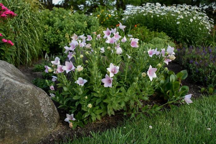 Astra Pink Balloon Flower - Platycodon grandiflorus 'Astra Pink' (Balloon Flower) from Milmont Greenhouses Astra Pink Balloon Flower - Platycodon grandiflorus 'Astra Pink' (Balloon Flower) from Milmont Greenhouses