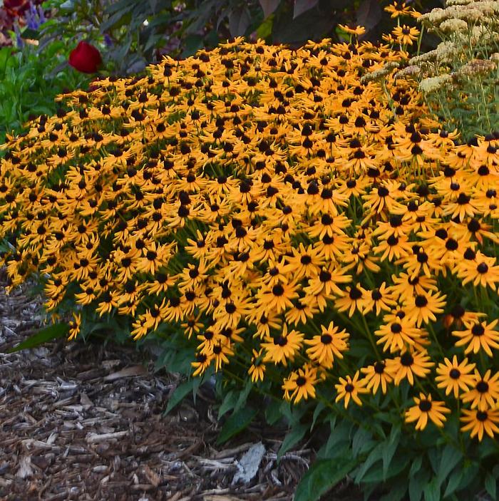 Little Goldstar Dwarf Black-Eyed Susan - Rudbeckia fulgida var. sullivantii 'Little Goldstar' PP22397 (Dwarf Black-Eyed Susan) from Milmont Greenhouses