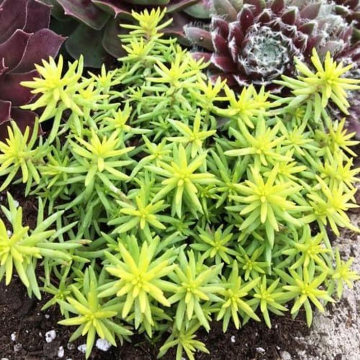 Sunsparkler&reg; 'Angelinas Teacup' - Sedum rupestre (Stonecrop) from Milmont Greenhouses