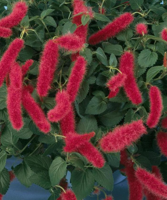 Firetail - Acalypha pendula from Milmont Greenhouses