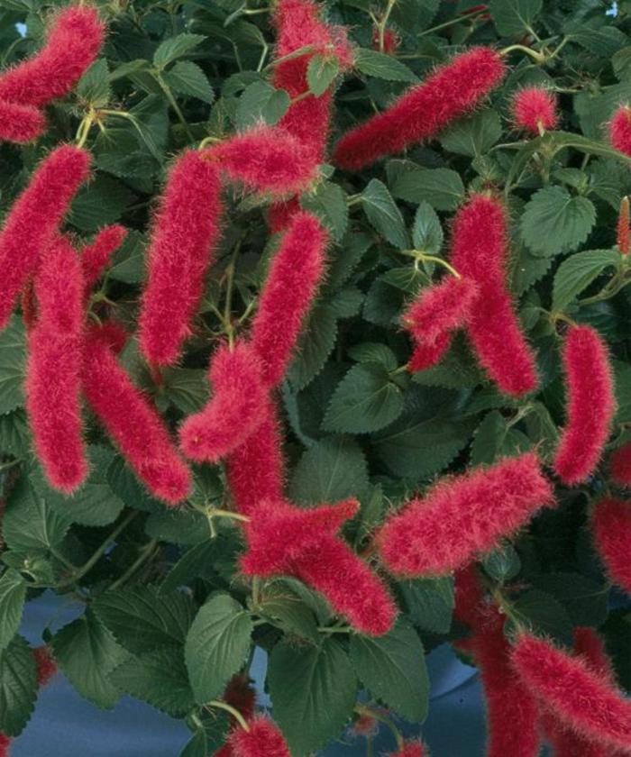 Firetail - Acalypha pendula from Milmont Greenhouses Firetail - Acalypha pendula from Milmont Greenhouses