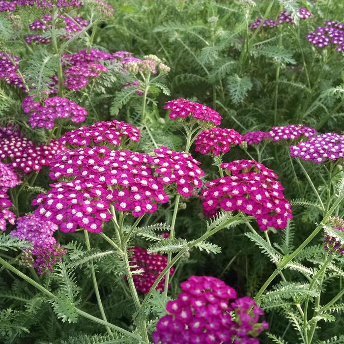 New Vintage™ Violet - Achillea millefolium 'Balvinolet' PP25750 (Yarrow) from Milmont Greenhouses New Vintage™ Violet - Achillea millefolium 'Balvinolet' PP25750 (Yarrow) from Milmont Greenhouses