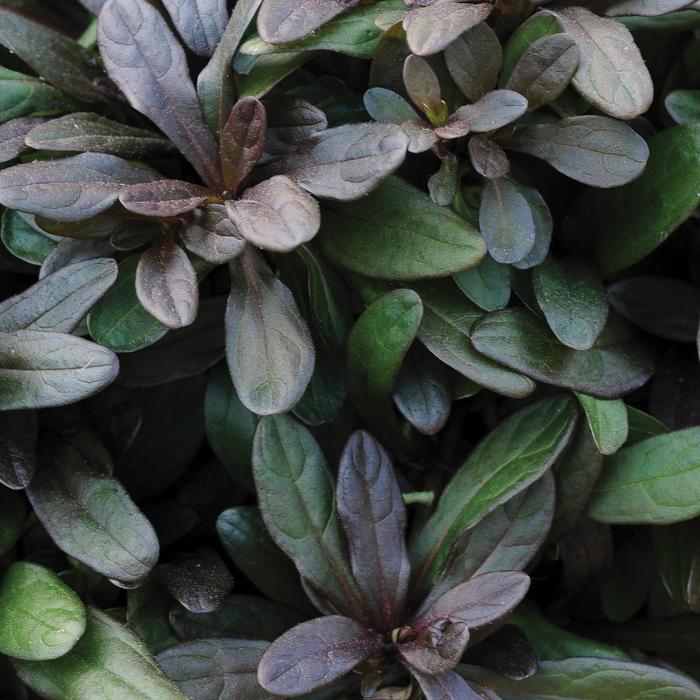 Chocolate Chip Bugleweed - Ajuga reptans 'Chocolate Chip' (Bugleweed) from Milmont Greenhouses