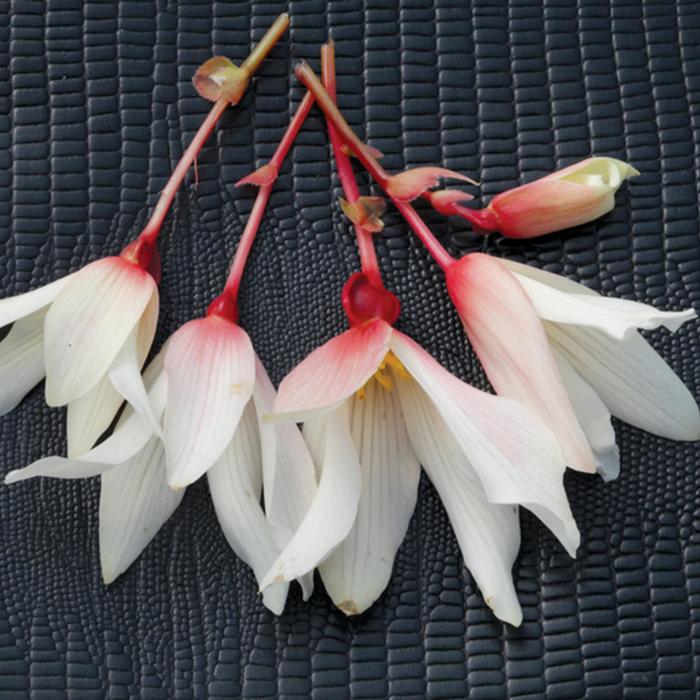 Bossa Nova® 'Pure White' - Begonia boliviensis from Milmont Greenhouses