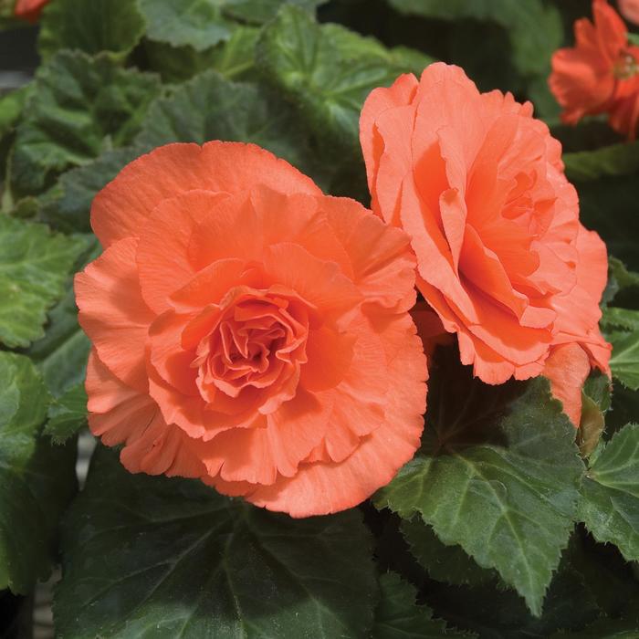 Nonstop® 'Deep Salmon' - Begonia x tuberhybrida (Tuberous Begonia) from Milmont Greenhouses