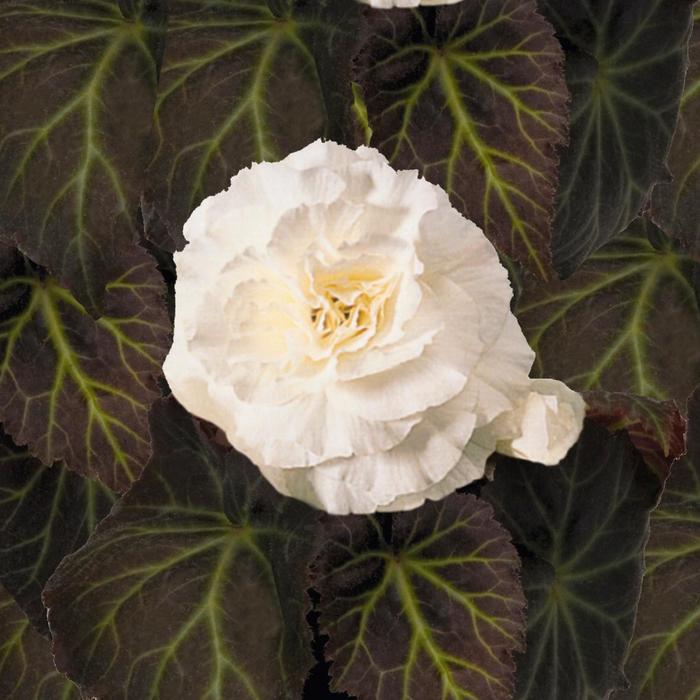 Nonstop&reg; 'Mocca White' - Begonia x tuberhybrida (Tuberous Begonia) from Milmont Greenhouses