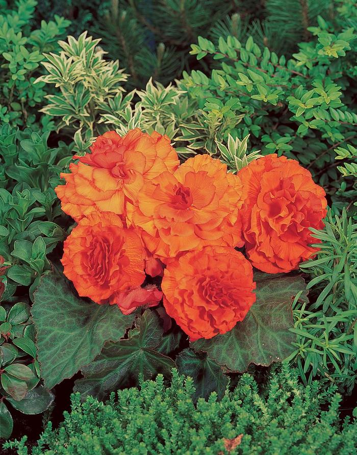Nonstop® 'Orange' - Begonia x tuberhybrida (Tuberous Begonia) from Milmont Greenhouses Nonstop® 'Orange' - Begonia x tuberhybrida (Tuberous Begonia) from Milmont Greenhouses
