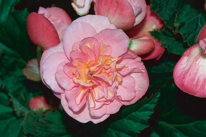Nonstop® 'Pink' - Begonia x tuberhybrida (Tuberous Begonia) from Milmont Greenhouses Nonstop® 'Pink' - Begonia x tuberhybrida (Tuberous Begonia) from Milmont Greenhouses
