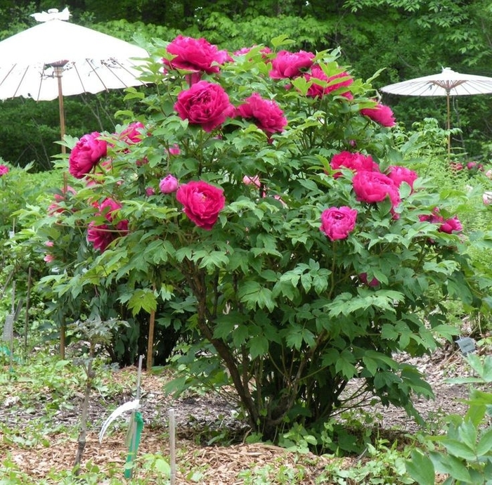 'High Noon' Tree Peony - Paeonia suffruticosa from Milmont Greenhouses 'High Noon' Tree Peony - Paeonia suffruticosa from Milmont Greenhouses