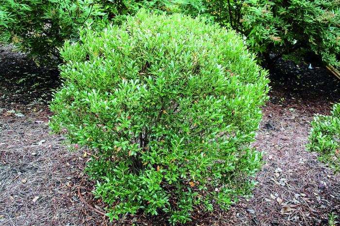 'Shamrock' Inkberry - Ilex glabra from Milmont Greenhouses